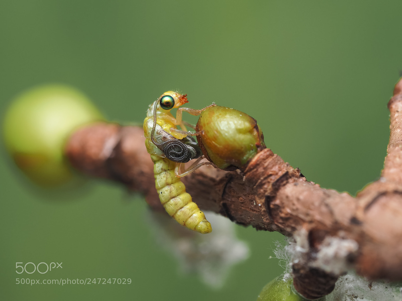 Olympus PEN-F sample photo. Green lacewing imago photography