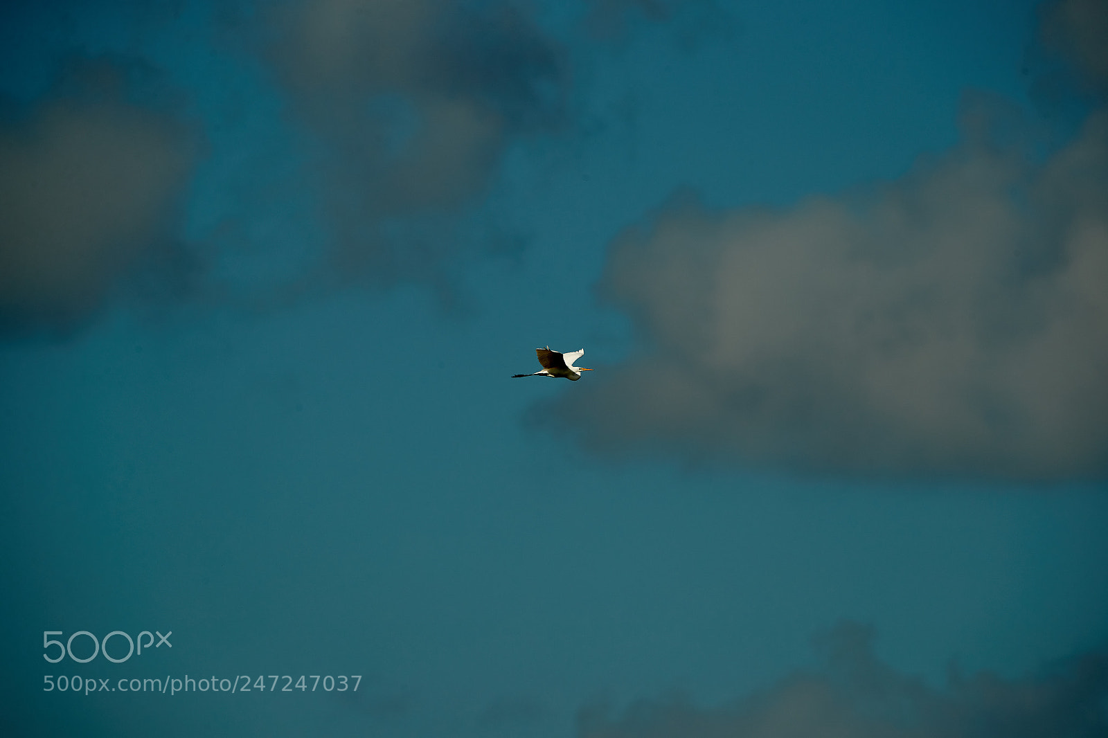 Canon EOS-1D X Mark II sample photo. 02-24-18-0004942.jpg photography