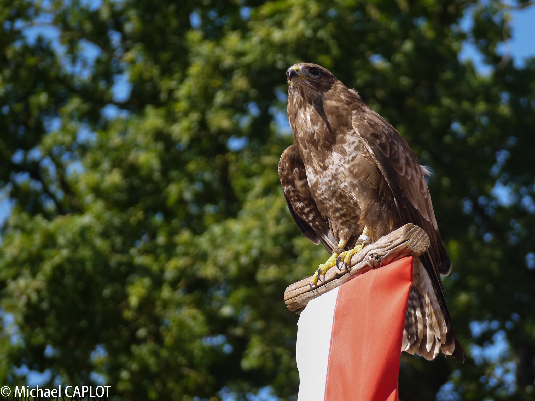 Panasonic Lumix DMC-GF5 sample photo. Eagle photography