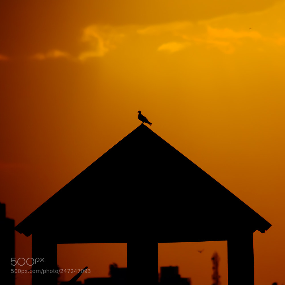 Nikon D5200 sample photo. Bird photography