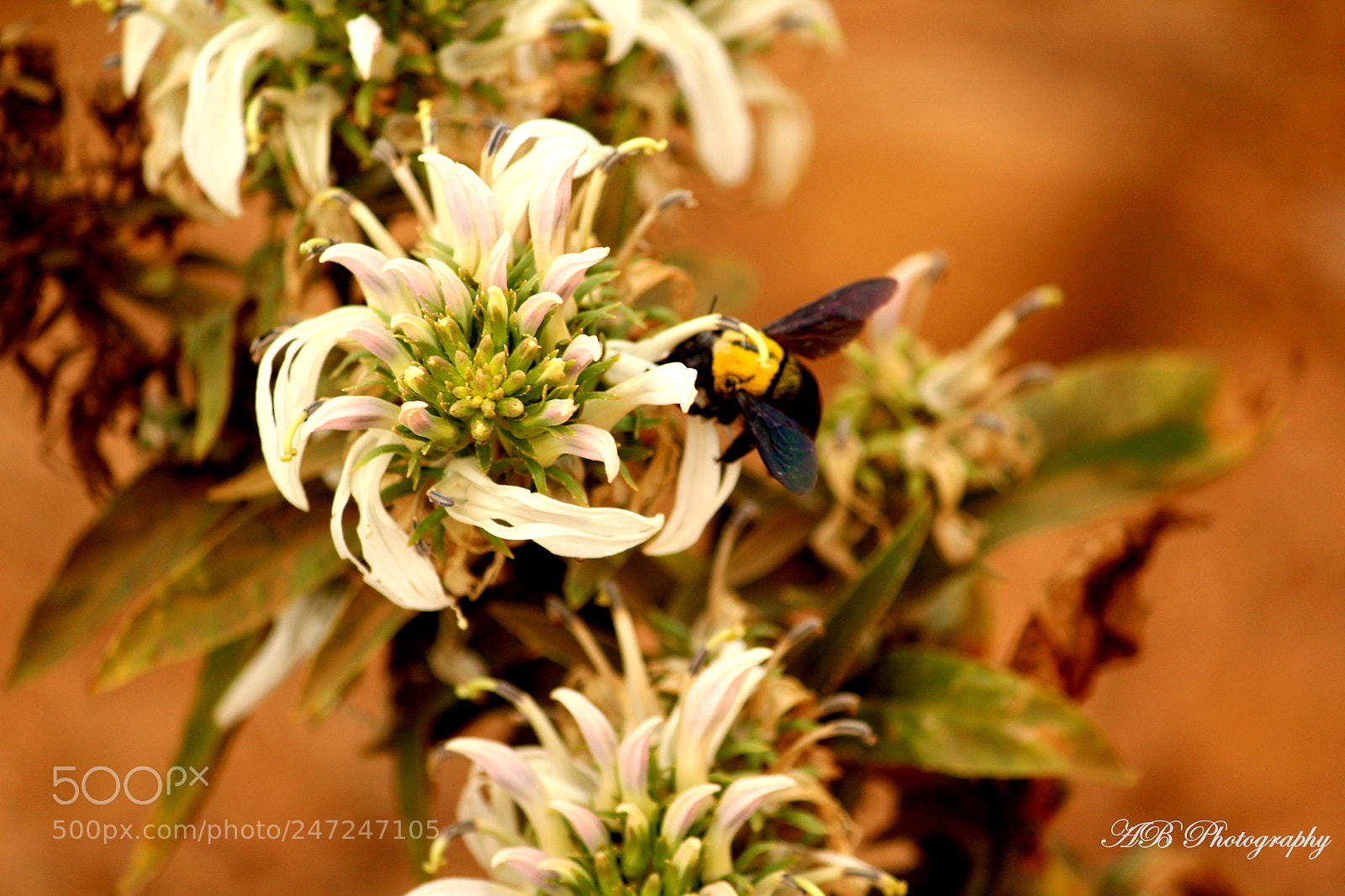 Canon EF-S 55-250mm F4-5.6 IS II sample photo. Hoverfly. photography