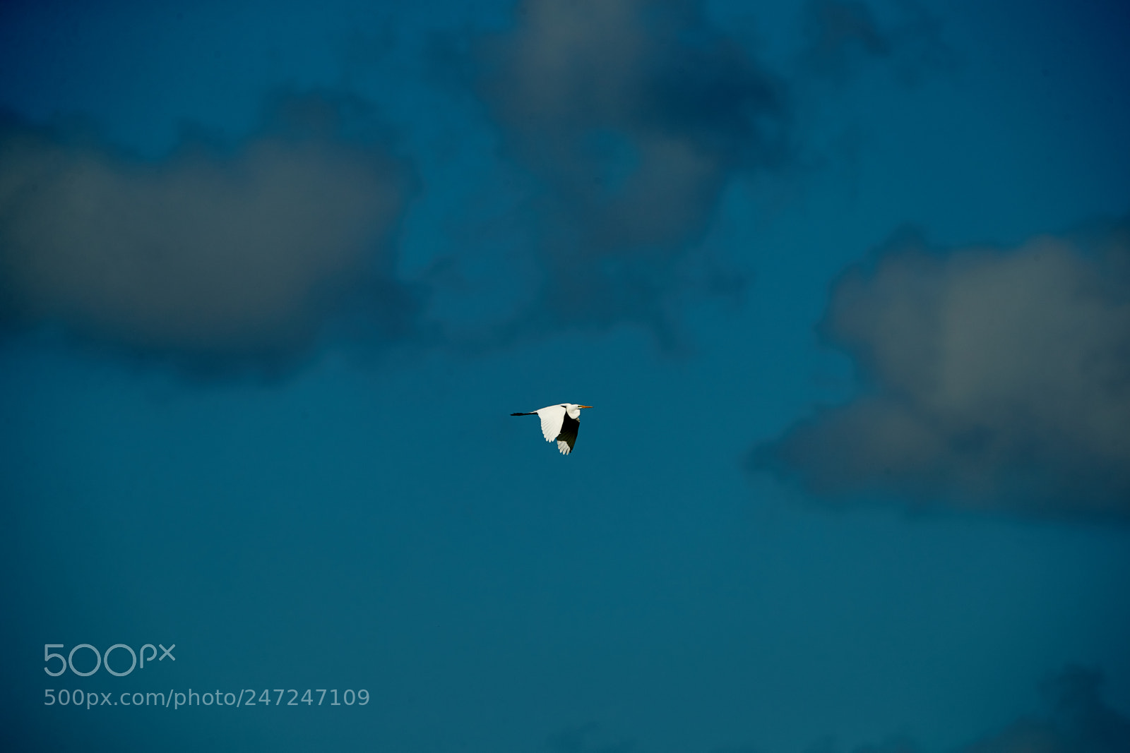 Canon EOS-1D X Mark II sample photo. 02-24-18-0004943.jpg photography
