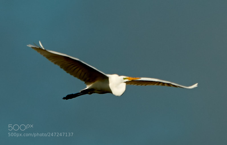Canon EOS-1D X Mark II sample photo. 02-24-18-0004946.jpg photography