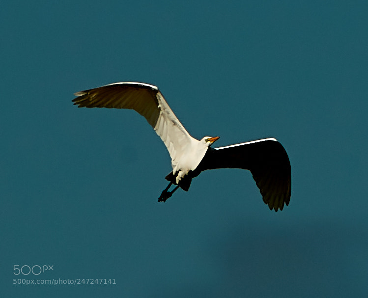 Canon EOS-1D X Mark II sample photo. 02-24-18-0004947.jpg photography