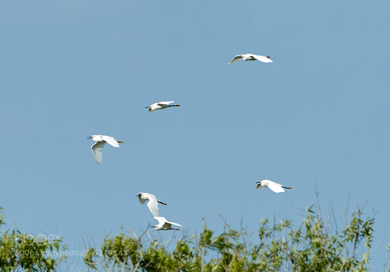 Canon EOS-1D X Mark II sample photo. 02-24-18-0004951.jpg photography
