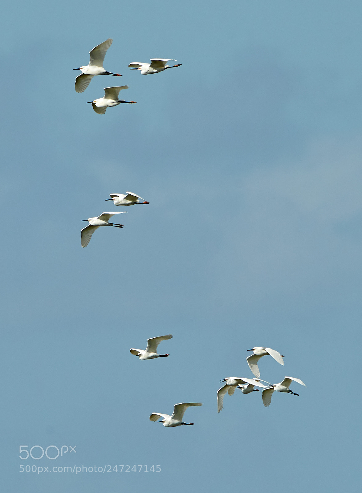 Canon EOS-1D X Mark II sample photo. 02-24-18-0004953.jpg photography