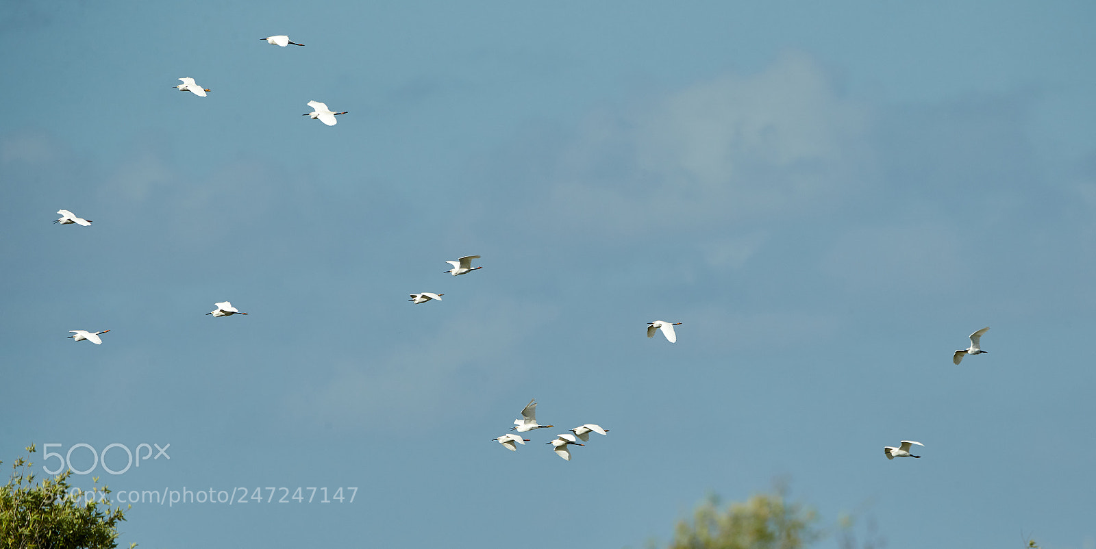 Canon EOS-1D X Mark II sample photo. 02-24-18-0004952.jpg photography
