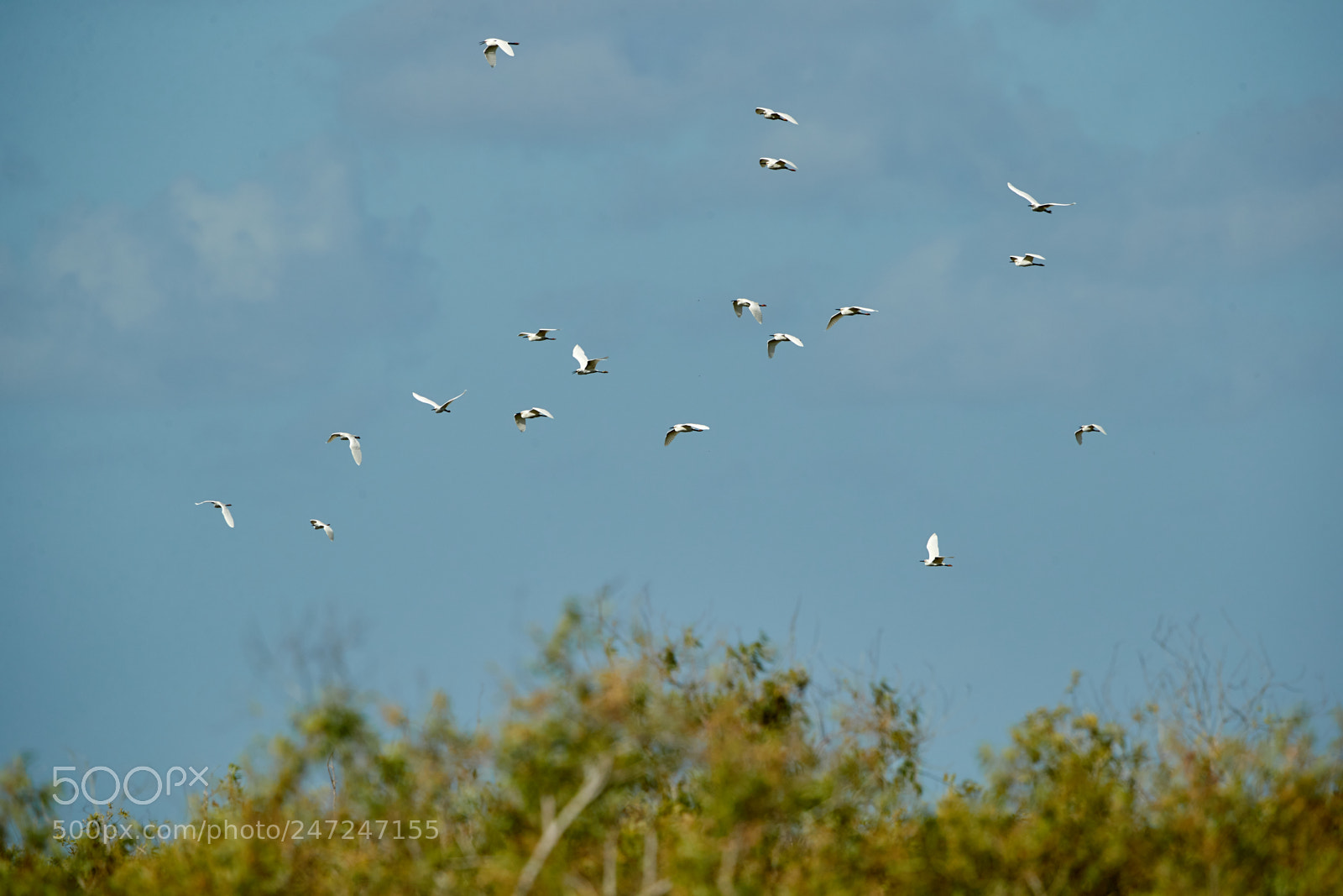 Canon EOS-1D X Mark II sample photo. 02-24-18-0004956.jpg photography