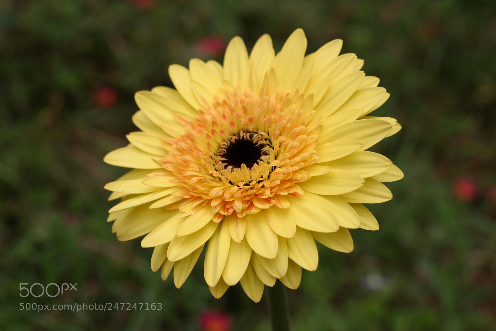 Canon EOS 10D sample photo. Sunflower photography