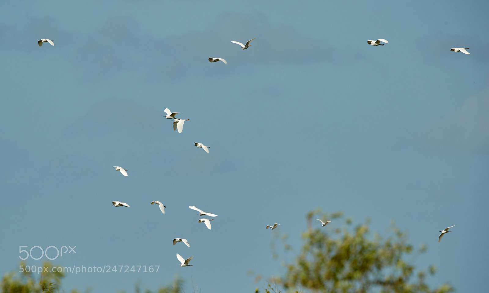 Canon EOS-1D X Mark II sample photo. 02-24-18-0004955.jpg photography