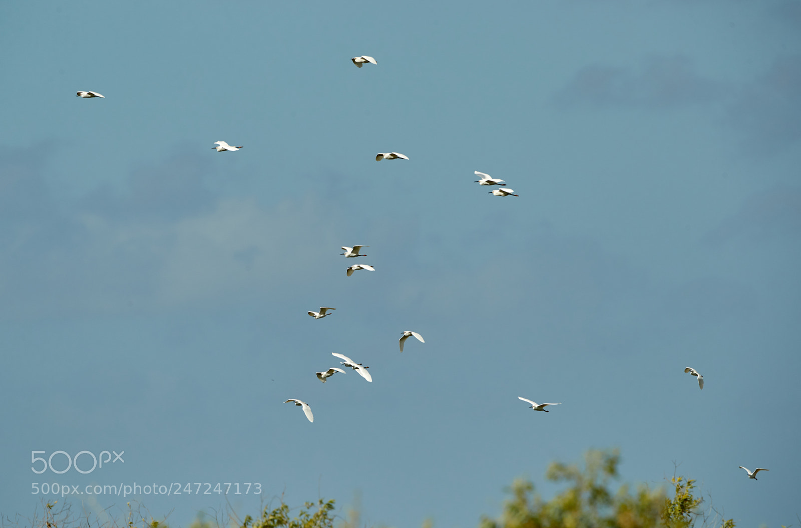 Canon EOS-1D X Mark II sample photo. 02-24-18-0004954.jpg photography