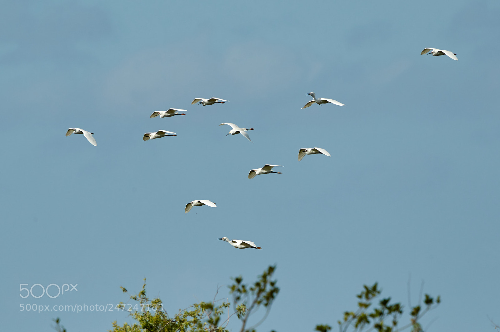 Canon EOS-1D X Mark II sample photo. 02-24-18-0004966.jpg photography