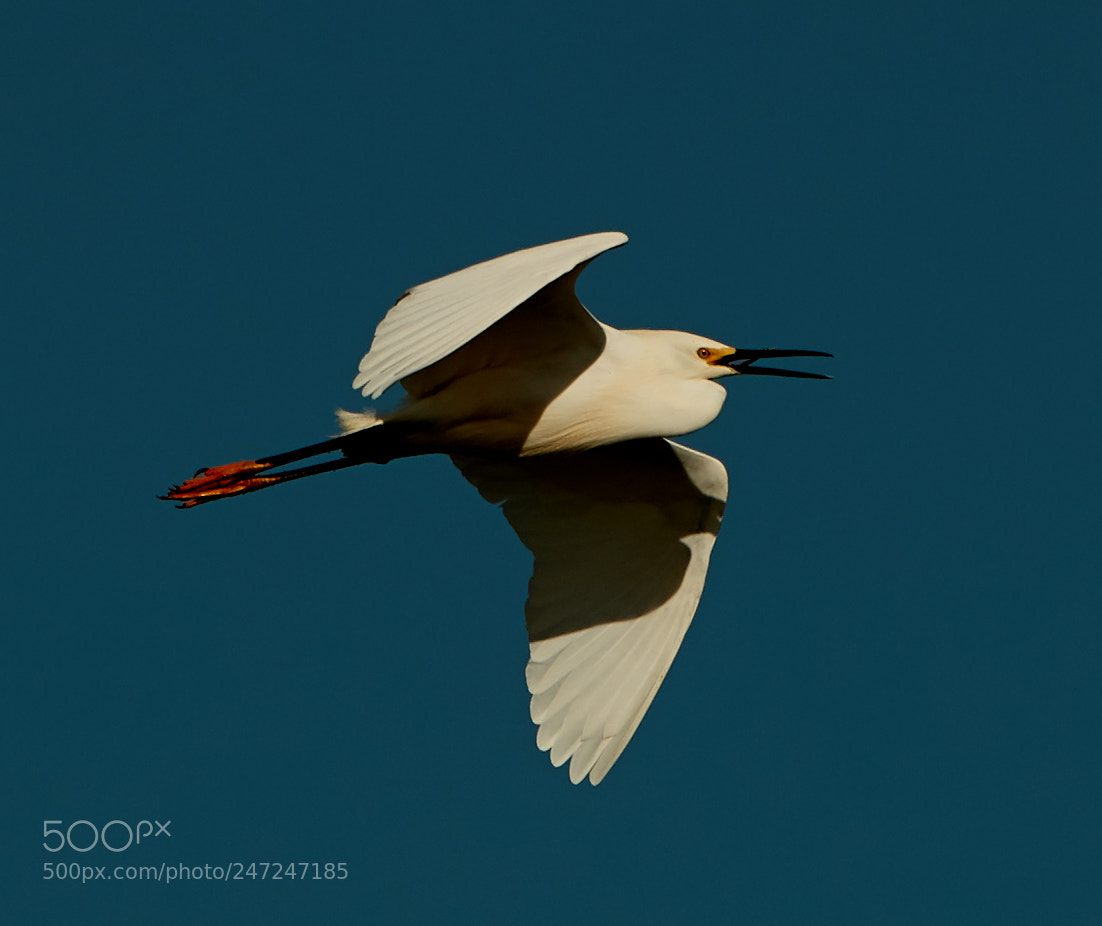 Canon EOS-1D X Mark II sample photo. 02-24-18-0004965.jpg photography