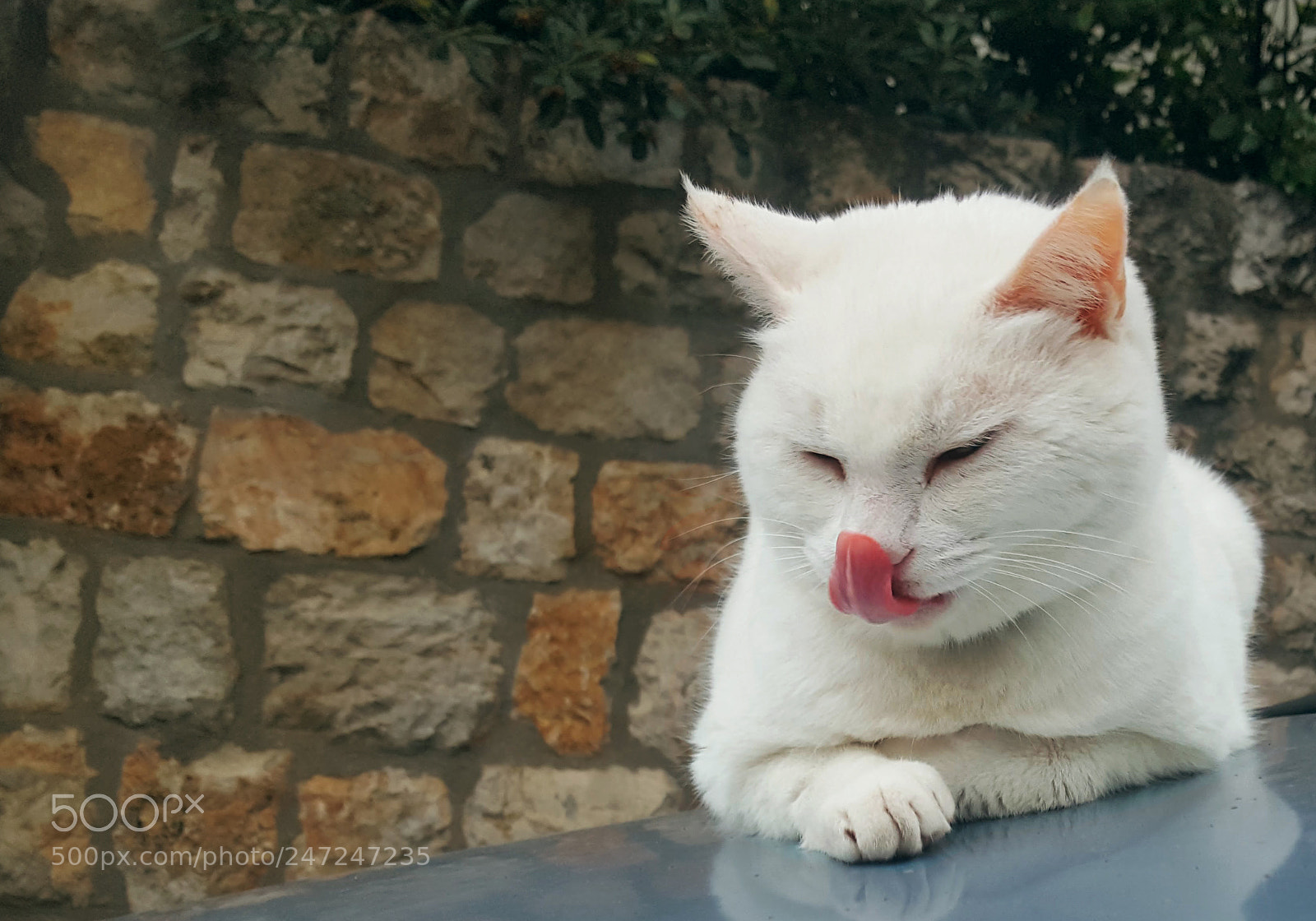 Samsung GALAXY S6 edge sample photo. Kitty photography