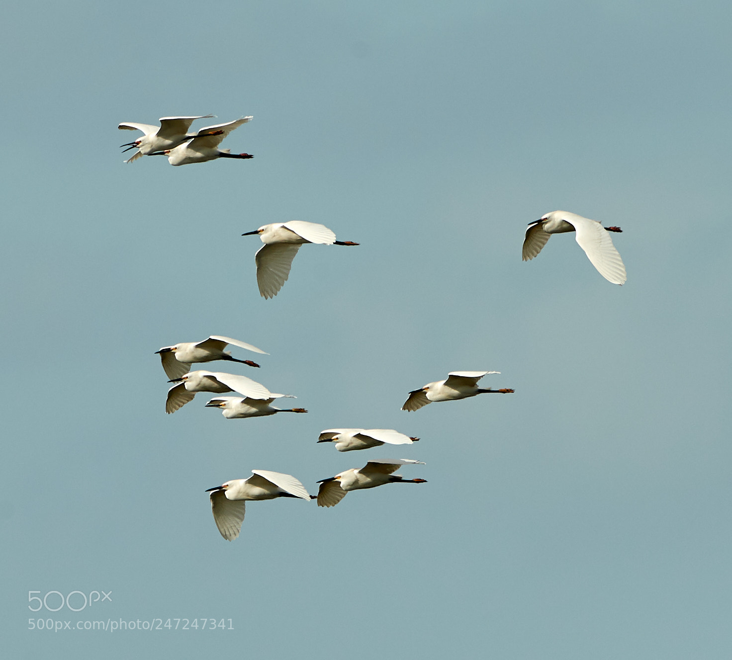 Canon EOS-1D X Mark II sample photo. 02-24-18-0004968.jpg photography