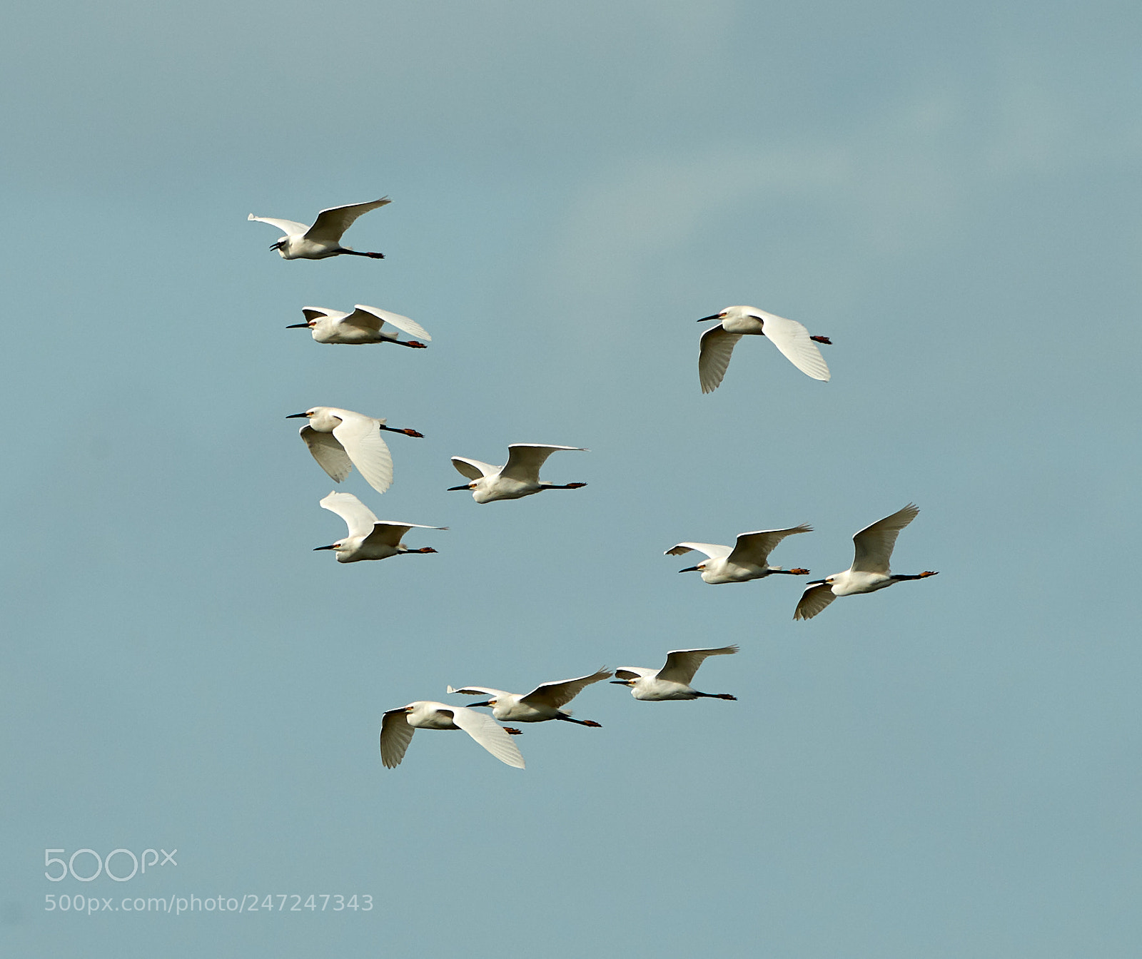 Canon EOS-1D X Mark II sample photo. 02-24-18-0004969.jpg photography