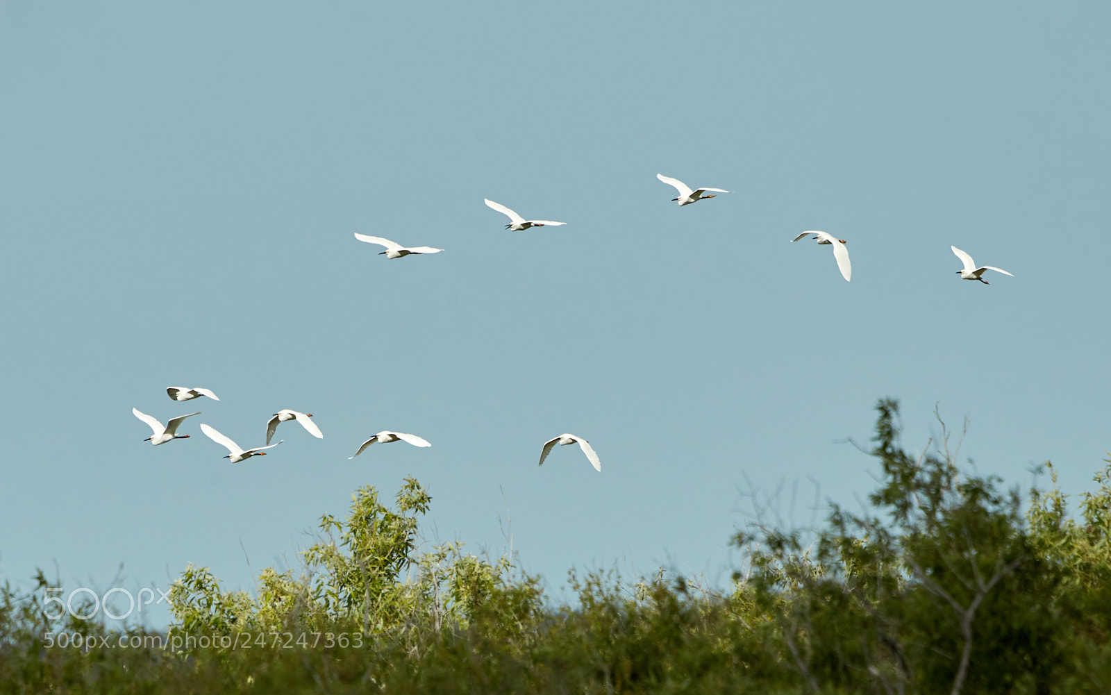 Canon EOS-1D X Mark II sample photo. 02-24-18-0004975.jpg photography