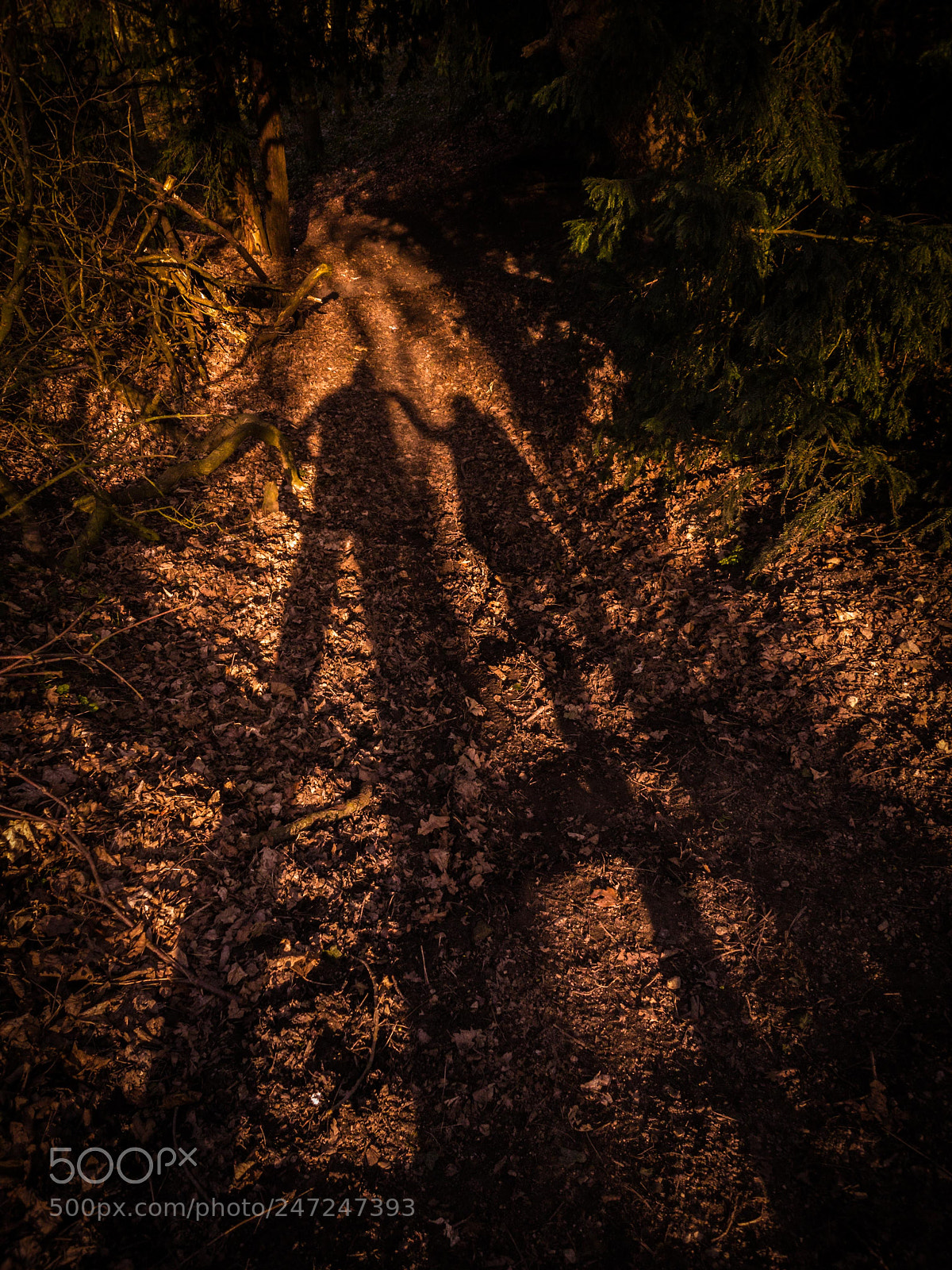 Samsung Galaxy S8+ sample photo. Shadows in the forest photography
