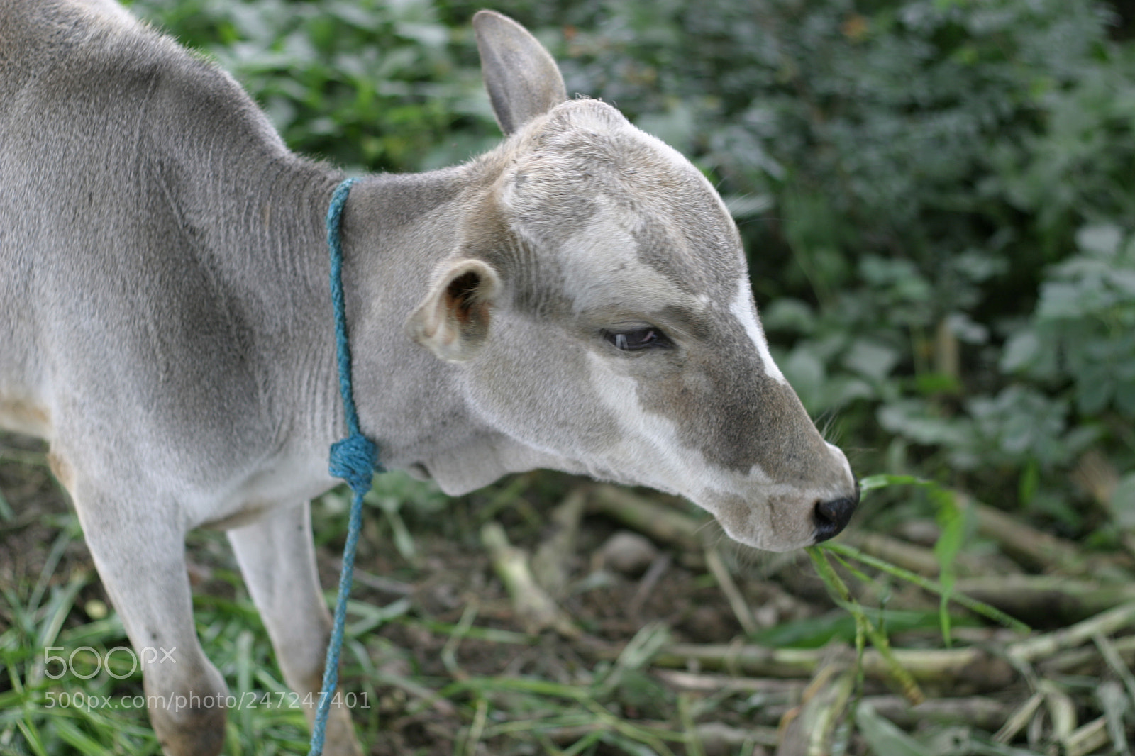 Canon EOS 10D sample photo. Innocence photography
