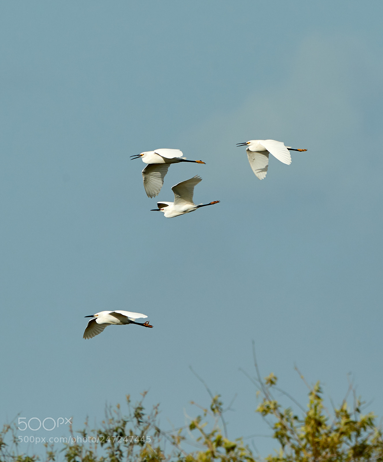Canon EOS-1D X Mark II sample photo. 02-24-18-0004983.jpg photography