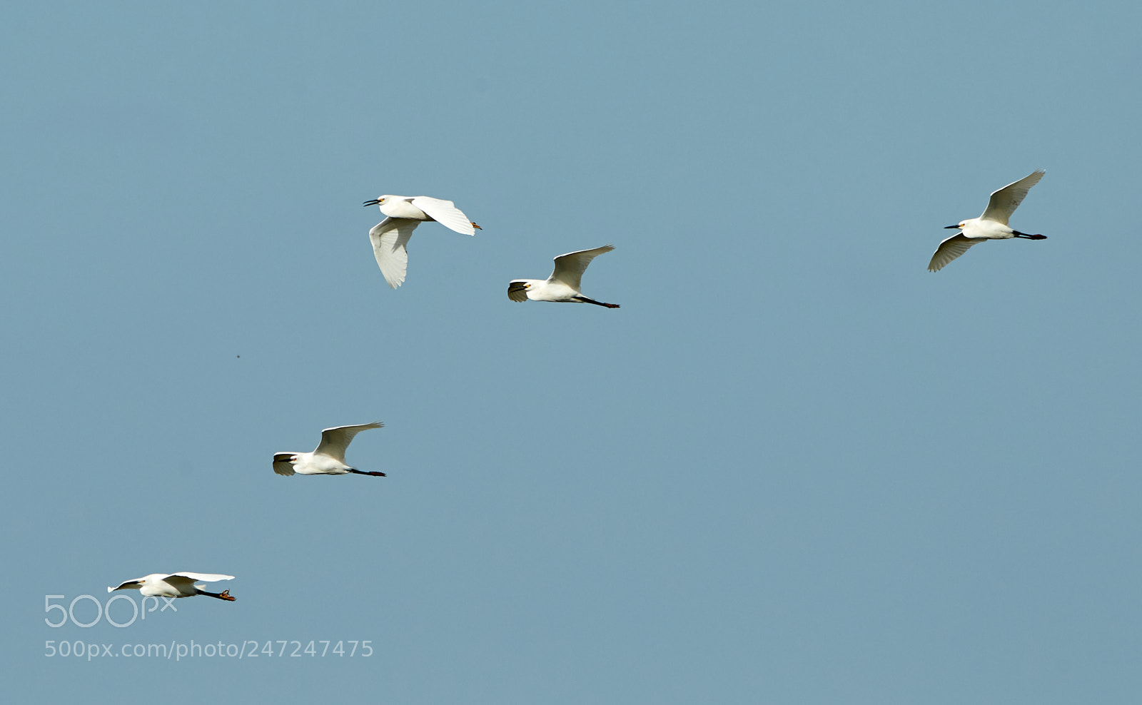 Canon EOS-1D X Mark II sample photo. 02-24-18-0004984.jpg photography