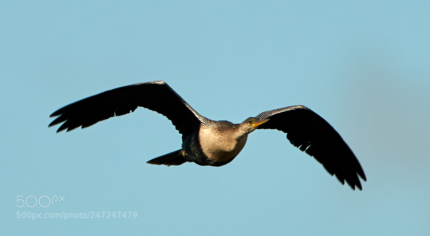 Canon EOS-1D X Mark II sample photo. 02-24-18-0004988.jpg photography