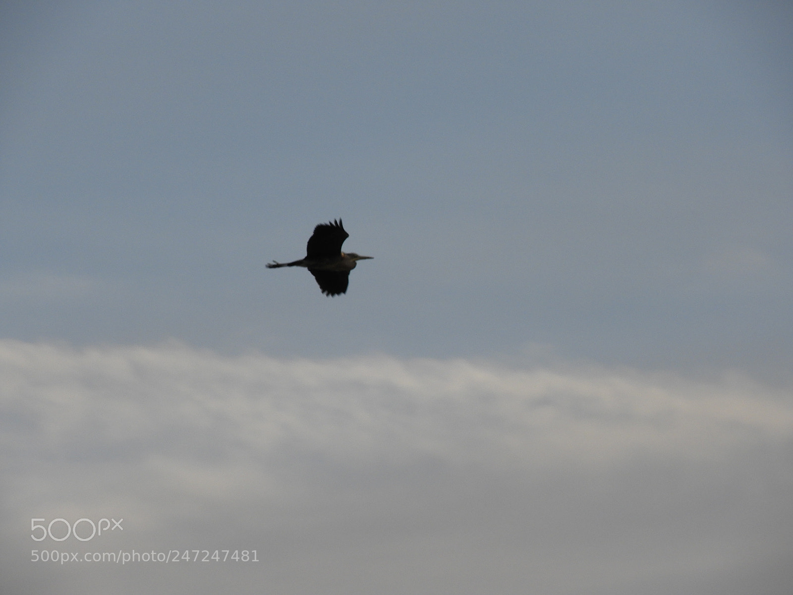 Nikon Coolpix B700 sample photo. Grey heron in fly photography