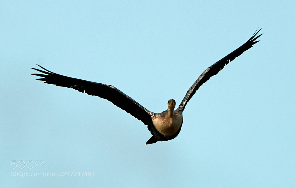 Canon EOS-1D X Mark II sample photo. 02-24-18-0004994.jpg photography