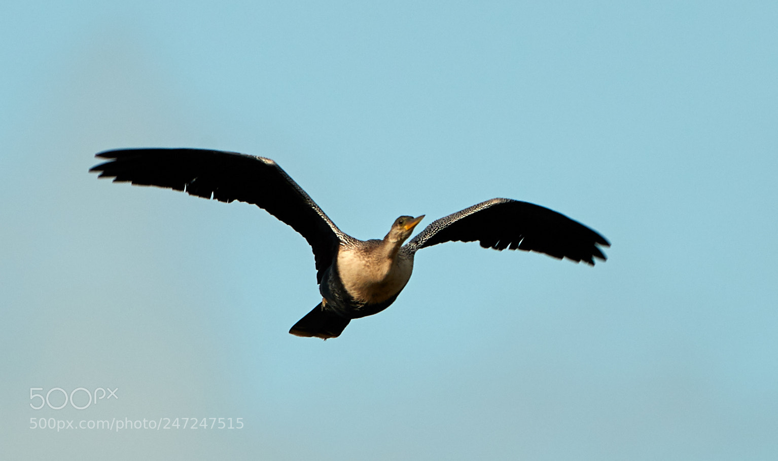 Canon EOS-1D X Mark II sample photo. 02-24-18-0004990.jpg photography