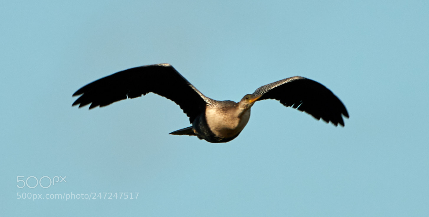 Canon EOS-1D X Mark II sample photo. 02-24-18-0004989.jpg photography