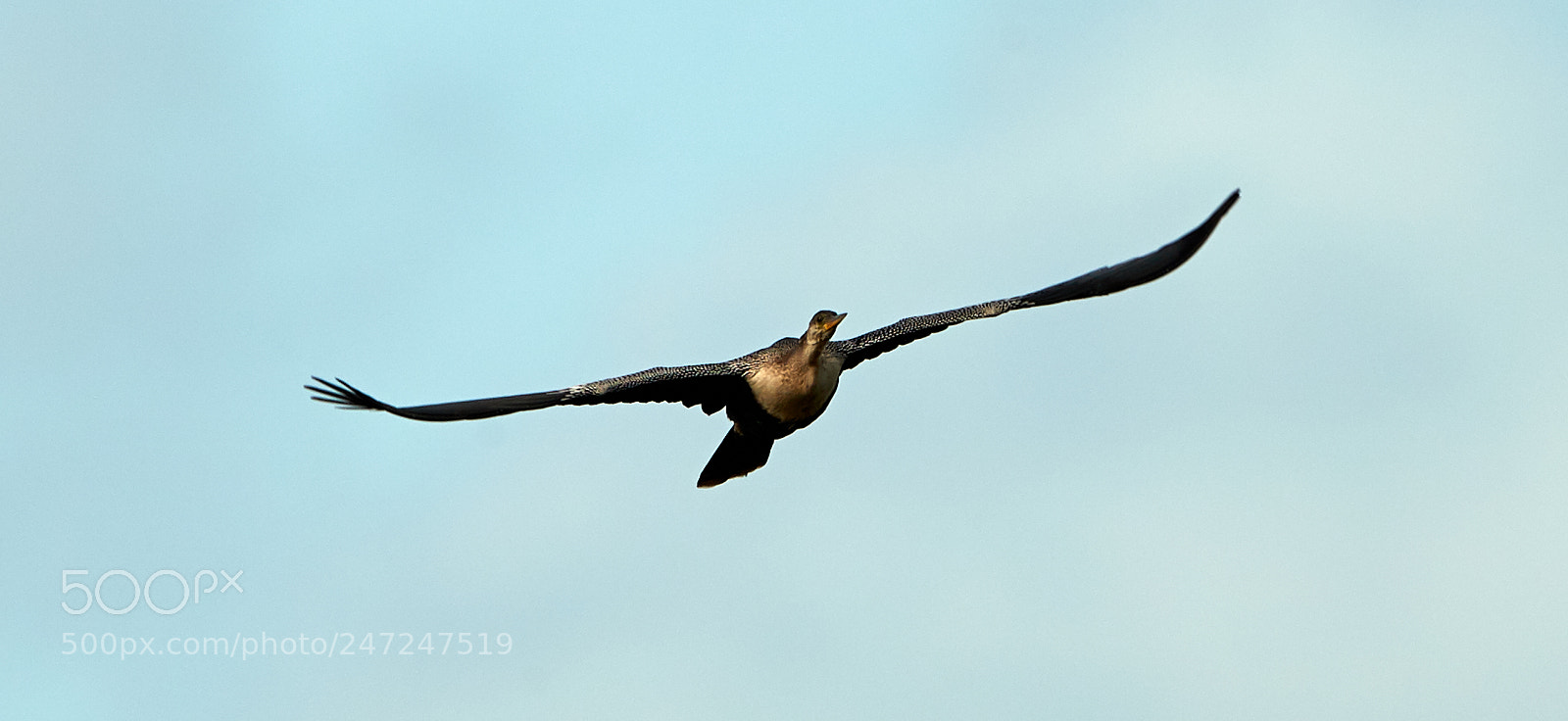 Canon EOS-1D X Mark II sample photo. 02-24-18-0004995.jpg photography