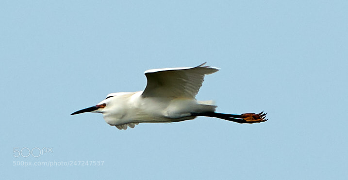 Canon EOS-1D X Mark II sample photo. 02-24-18-0004998.jpg photography