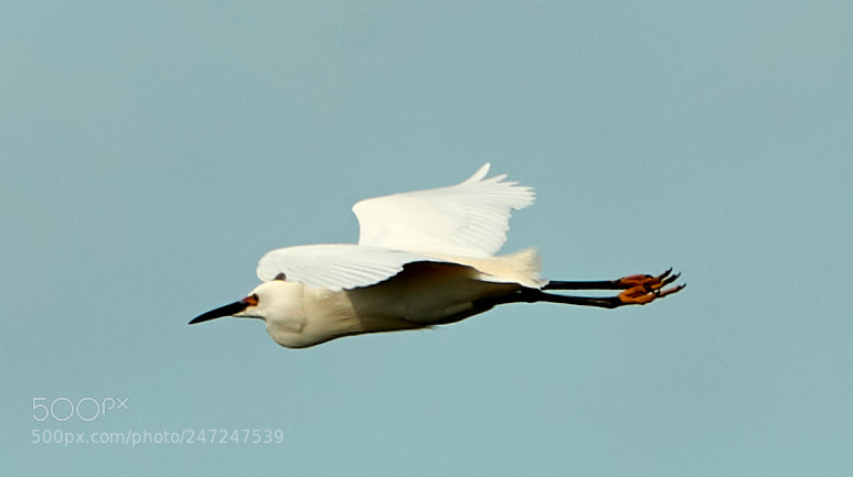 Canon EOS-1D X Mark II sample photo. 02-24-18-0004999.jpg photography