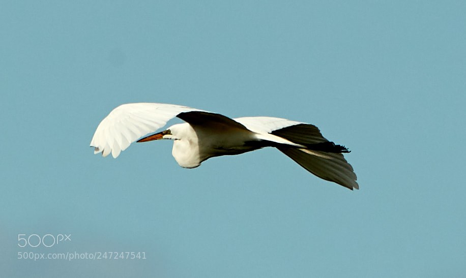 Canon EOS-1D X Mark II sample photo. 02-24-18-0005002.jpg photography