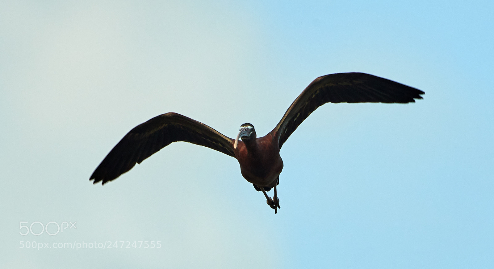 Canon EOS-1D X Mark II sample photo. 02-24-18-0005005.jpg photography