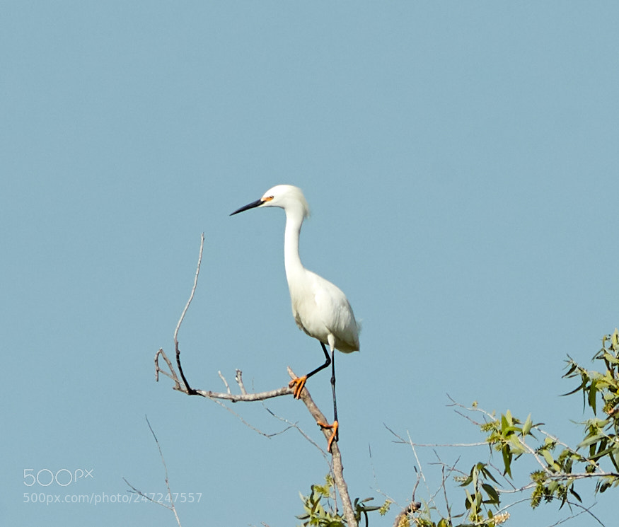 Canon EOS-1D X Mark II sample photo. 02-24-18-0005012.jpg photography