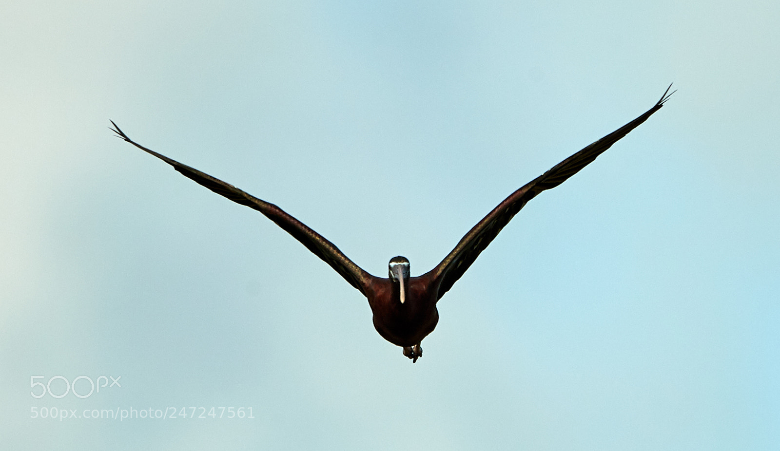 Canon EOS-1D X Mark II sample photo. 02-24-18-0005006.jpg photography