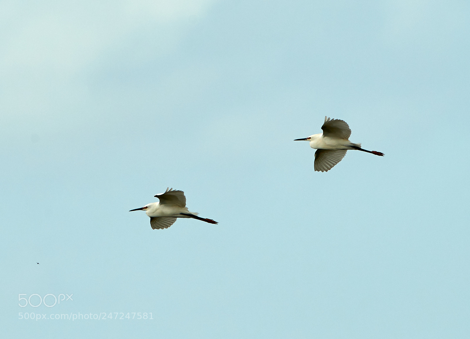 Canon EOS-1D X Mark II sample photo. 02-24-18-0005009.jpg photography