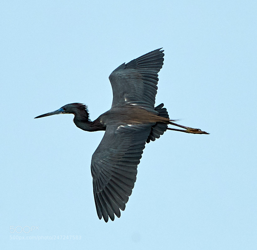 Canon EOS-1D X Mark II sample photo. 02-24-18-0005008.jpg photography