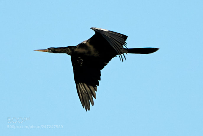 Canon EOS-1D X Mark II sample photo. 02-24-18-0005015.jpg photography