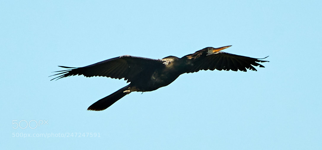 Canon EOS-1D X Mark II sample photo. 02-24-18-0005023.jpg photography
