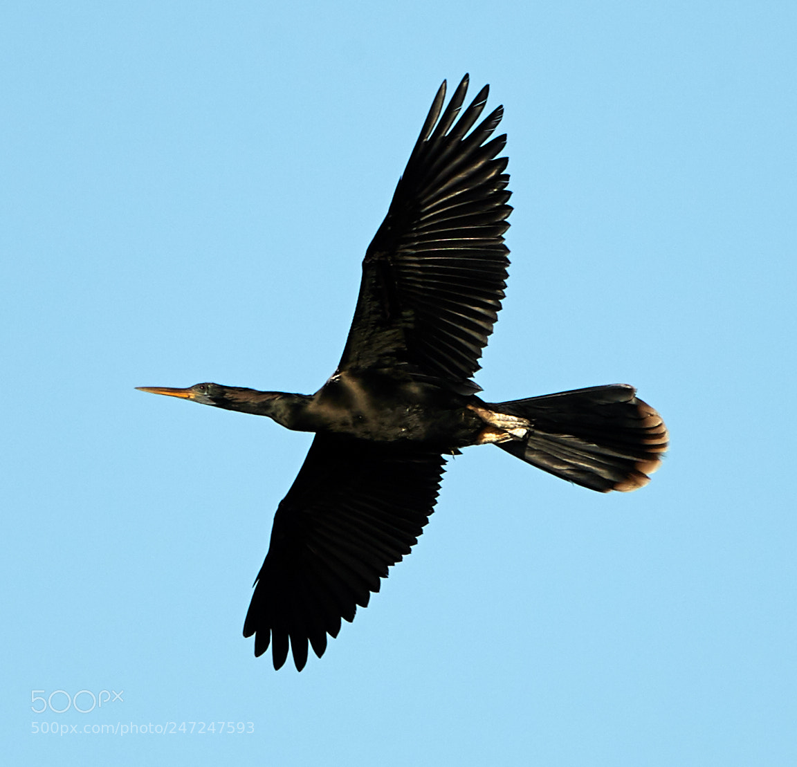 Canon EOS-1D X Mark II sample photo. 02-24-18-0005022.jpg photography