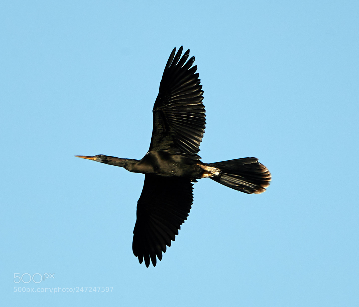 Canon EOS-1D X Mark II sample photo. 02-24-18-0005021.jpg photography