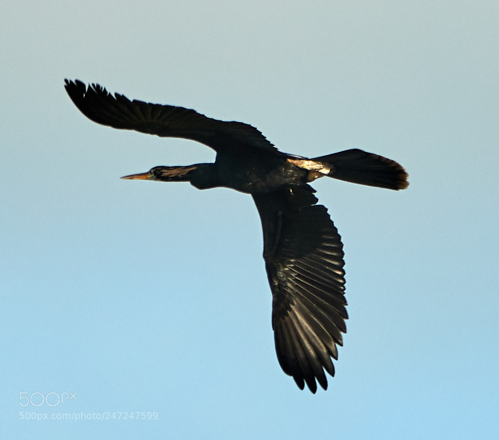 Canon EOS-1D X Mark II sample photo. 02-24-18-0005020.jpg photography