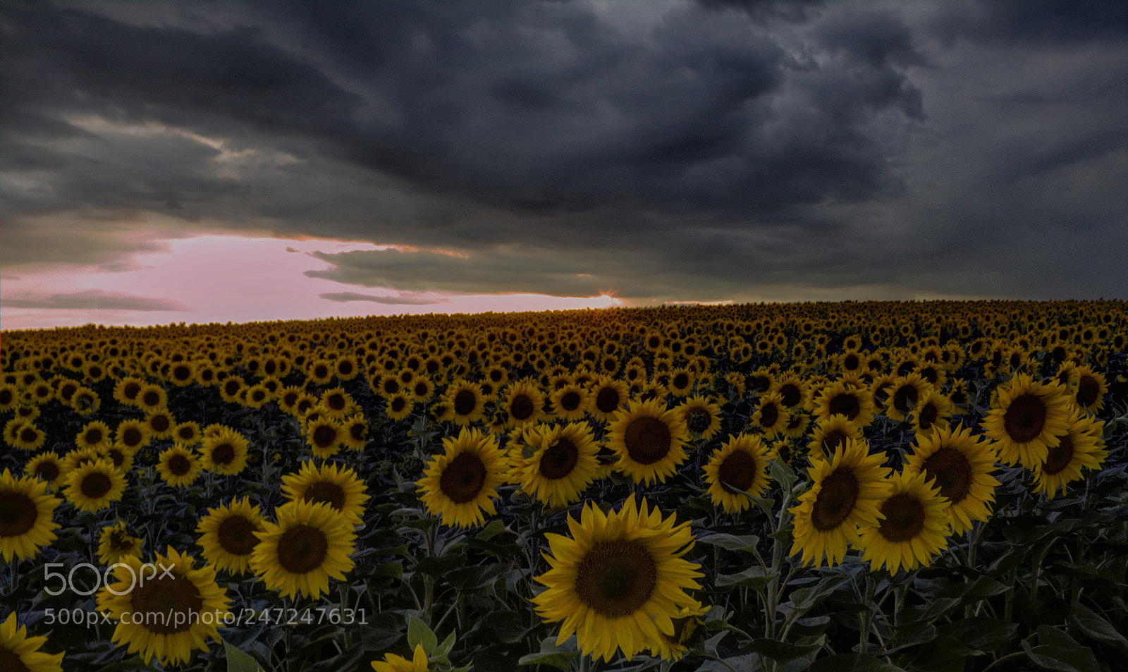 Canon EOS 50D sample photo. Sunflower field photography