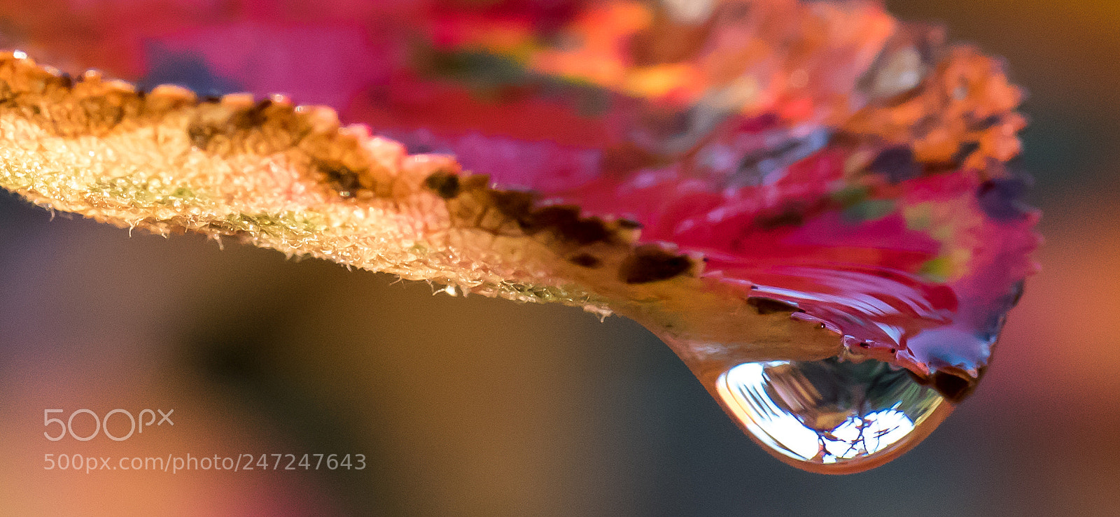 Nikon D810 sample photo. Drop photography