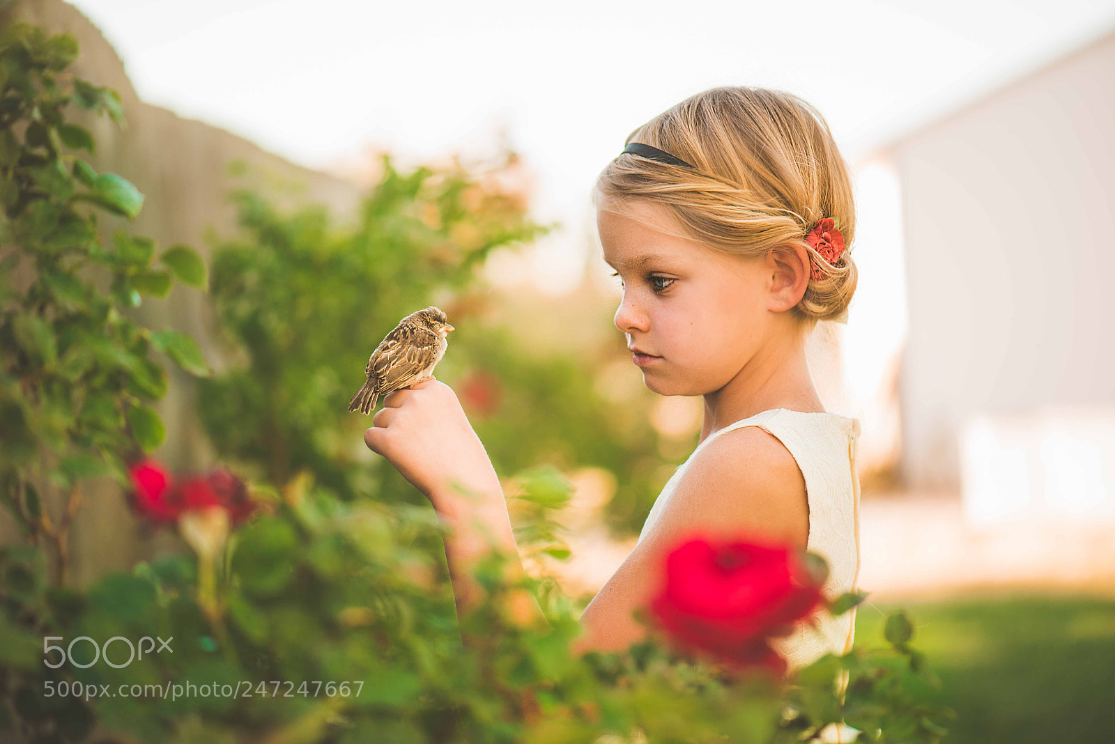 Nikon D810 sample photo. Song of a bird photography