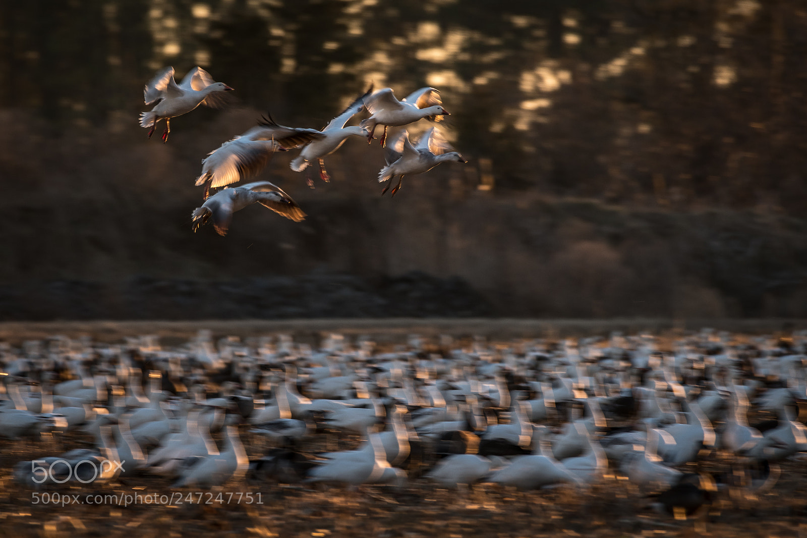 Nikon D850 sample photo. Snow geese blackwater nwr photography