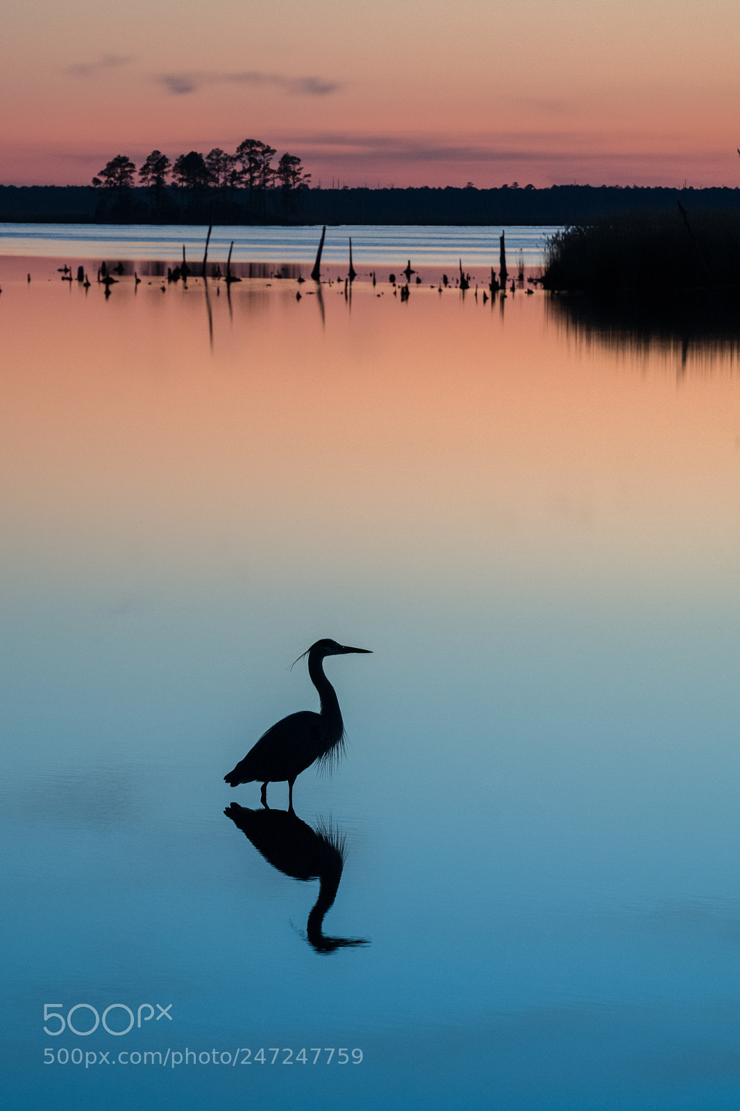 Nikon D850 sample photo. Heron at sunset photography