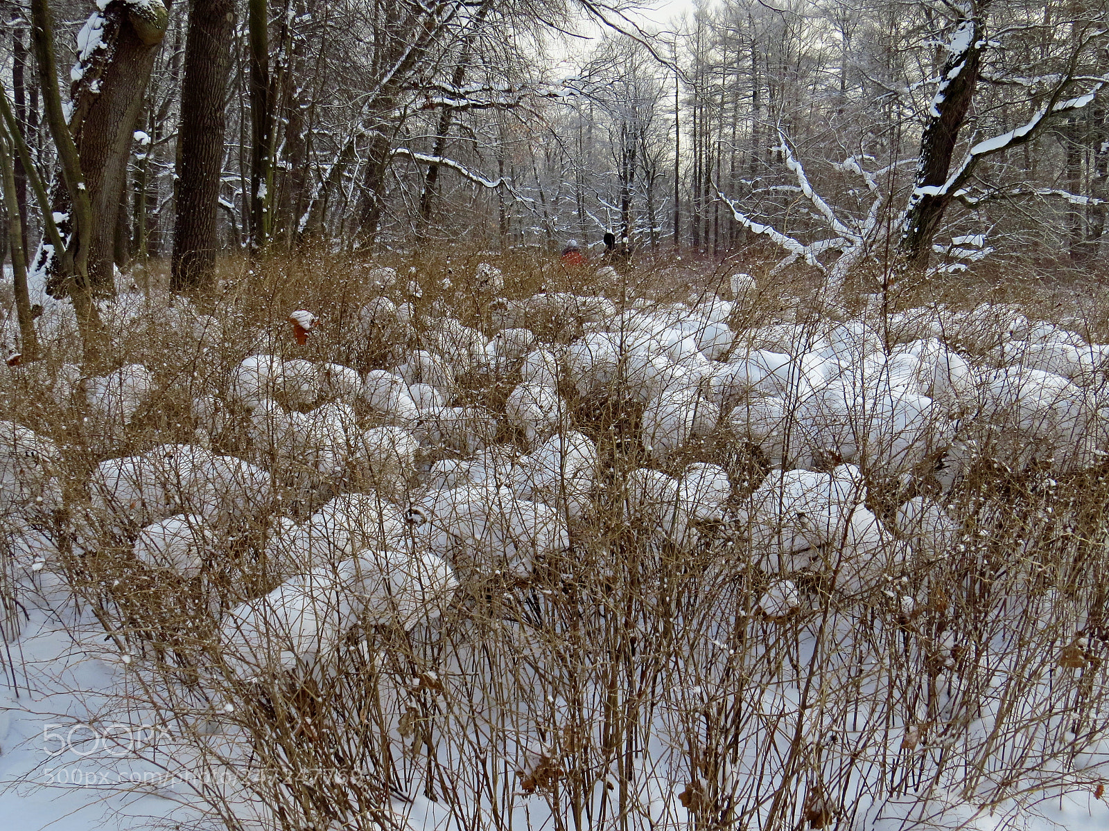Canon PowerShot SX50 HS sample photo. Spb central park in photography